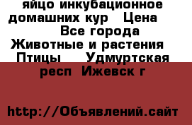 яйцо инкубационное домашних кур › Цена ­ 25 - Все города Животные и растения » Птицы   . Удмуртская респ.,Ижевск г.
